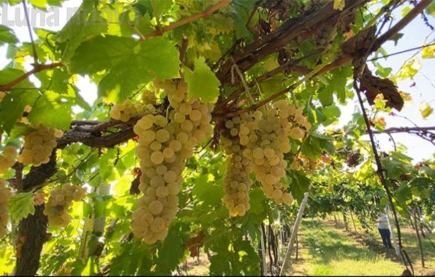 Dazi Trump: l’allarme del mondo agricolo e delle piccole medie imprese