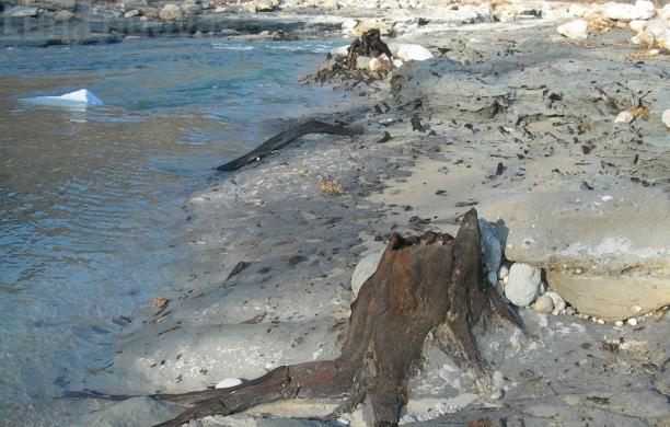Quando c’erano solo alberi a perdita d’occhio