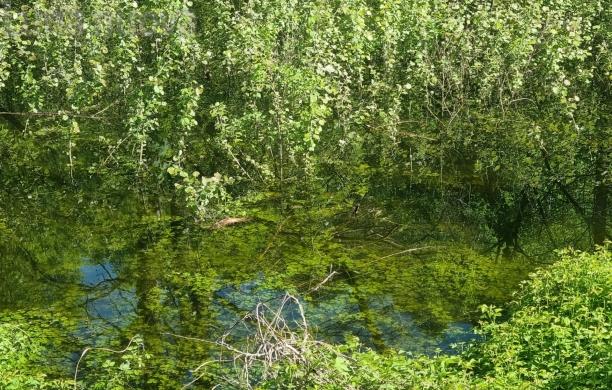 Inverso: torna lo stagno, allarme zanzare