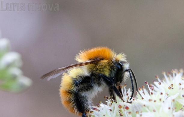 Trana, Giardino Botanico: la nuova stagione per gli impollinatori