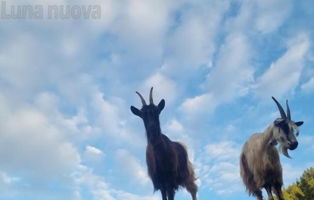 "La mia foto alla Luna" entra... nella vecchia fattoria