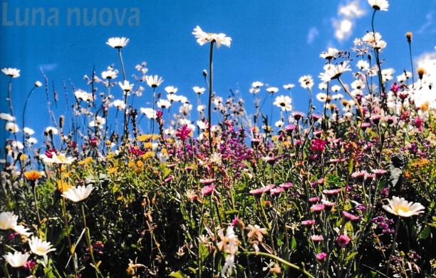 Biodiversità vegetale: quell’oasi chiamata valle di Susa