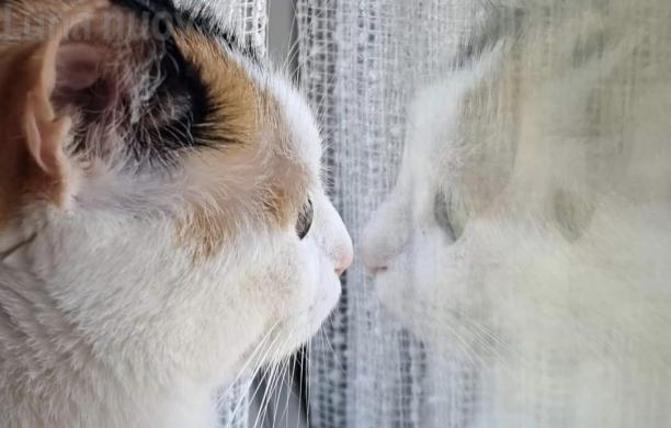 Musi e zampe: "La mia foto alla Luna", è l'ora di Bau & Miao