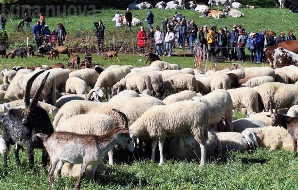 Fiera Franca: un triste ritorno in grande