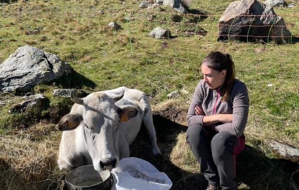 Coazze, non c’è l’elicottero: la mucca Emma muore in alpeggio