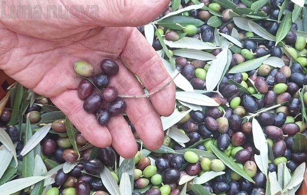 Olio: Roceja in controtendenza, è record di produzione