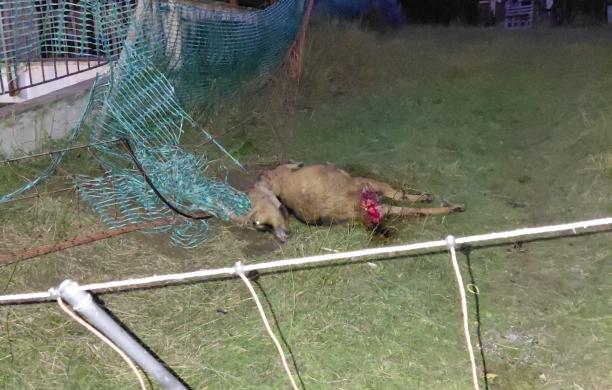 Oulx: il lupo colpisce tra i condomini