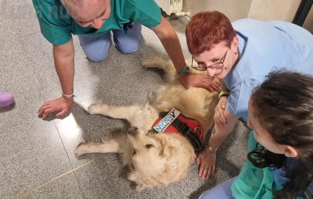 Rivoli, dottori a quattro zampe in Pediatria