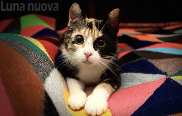 "Armonia di sguardi e colori": due volte Kara per il contest "Bau & Miao"