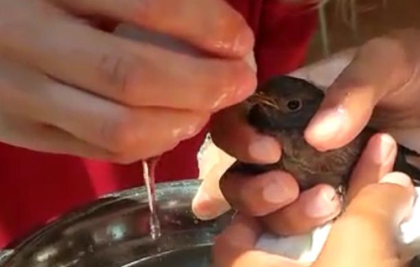 Villardora, «Il caldo è letale anche per animali domestici e non»