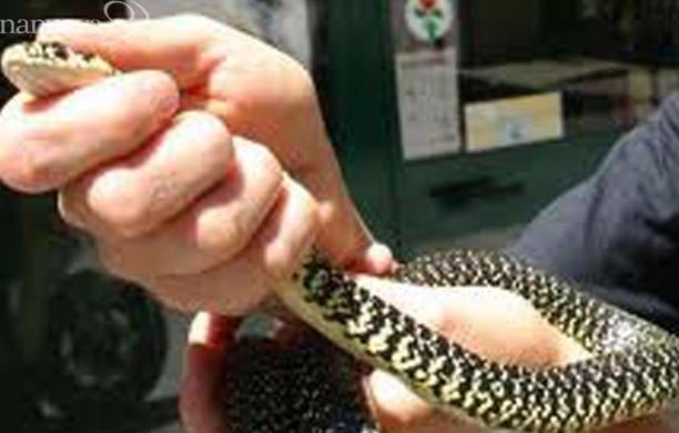 Il giorno dei serpenti, bisce in auto e all'asilo