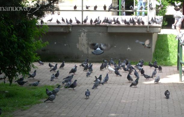Vietato foraggiare i piccioni