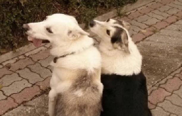 Quando Giulietta e Romeo... cercano casa