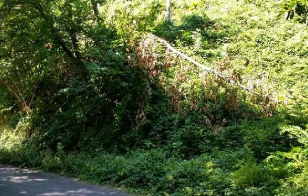 Il Comune dichiara guerra a chi trascura il verde