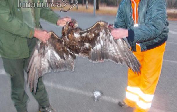 Aquila vola basso e si schianta contro l'ex Bertone Stile