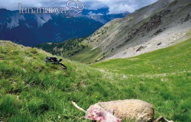 Oulx: lupi all'assalto delle pecore della Roche