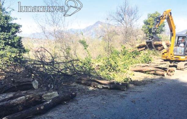 Rivoli, ruspe in azione: disboscata l'area tra viale Nuvoli e via Tirassegno