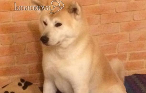 Giaveno, cani al guinzaglio per evitare incidenti: servono controlli