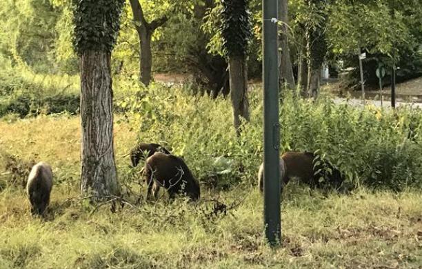 Avigliana, cinghiali attorno alle abitazioni di via Pontetto
