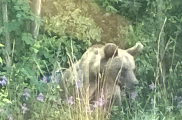 E l'orso ritorna sui monti