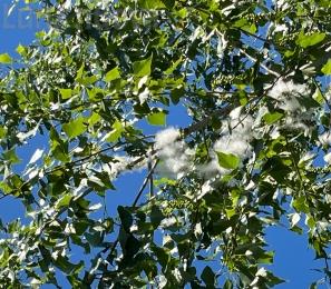 Pioppi neri e pappi: presenti in tutta la valle, una storia affascinante