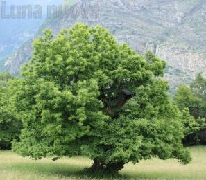 i Castagni dei celti: due passi a Giaglione tra le &lsquo;ghiande di Zeus&rsquo;