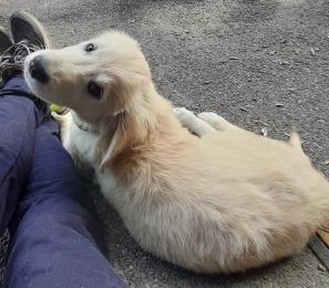 Rivoli sempre pi&ugrave; dalla parte degli animali