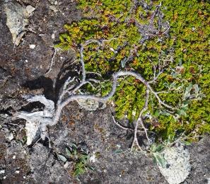 In Groenlandia: una terra senza alberi ricca di storia e fascino