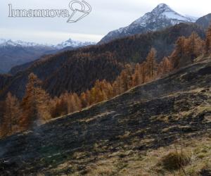 Se le fiamme servono per rigenerare il bosco