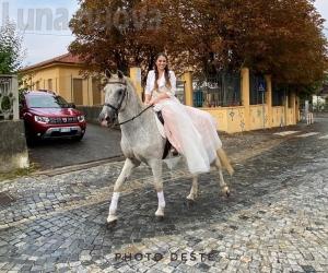 Buttigliera, botti di fine anno: il cavallo Tornado ucciso dal terrore
