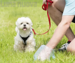 Grugliasco, cacche e pip&igrave; di cani anche all'ingresso del municipio