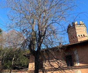 Il carrubo solitario: una pianta "unica" in valle amata da Norberto Rosa