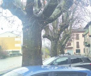 Bussoleno: Lungodora, si salvano cinque degli otto platani