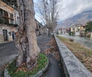 Lungo Dora di Bussoleno: il cantiere Aipo risparmia sei platani
