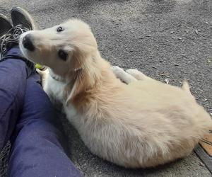 Rivoli sempre pi&ugrave; dalla parte degli animali