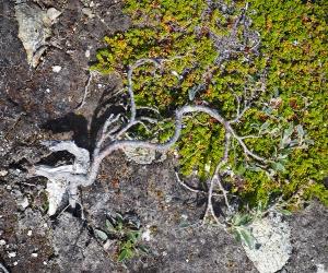 In Groenlandia: una terra senza alberi ricca di storia e fascino