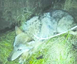 Ritorna in valle la lupa ferita da un'auto a dicembre