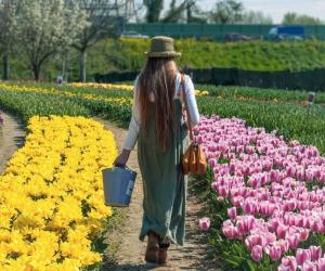 Un mare di tulipani annuncia la primavera in cintura