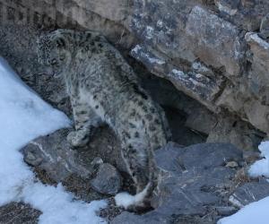 Il leopardo delle nevi, stavolta con i cuccioli