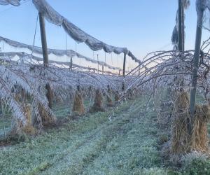 Fioritura e gelate primaverili: l&rsquo;allarme di Coldiretti