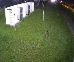 Collegno, una famiglia di volpi tra i pannelli fotovoltaici di Barricalla