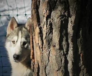 Animali e comunit&agrave;: una risorsa che cura