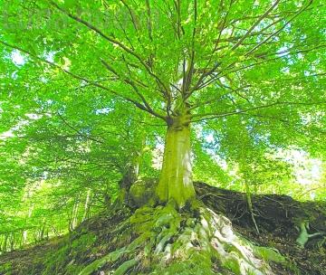 Fotosintesi vitale: dalle piante l&rsquo;ossigeno che fa vivere gli animali
