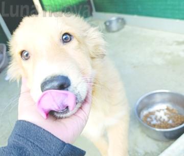 Cani: &laquo;Occorrono adozioni pi&ugrave; consapevoli&raquo;