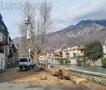 Bussoleno: abbattuti i platani del Lungodora