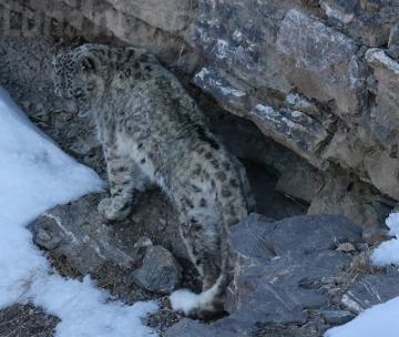 Leopardo delle nevi, stavolta con i cuccioli