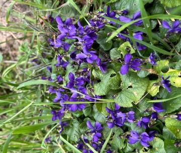 viole delle alpi: nove specie e colori vivaci visibili tra boschi e pietraie