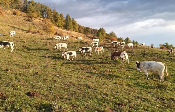 Piera Re, da mezzo secolo a Desertes