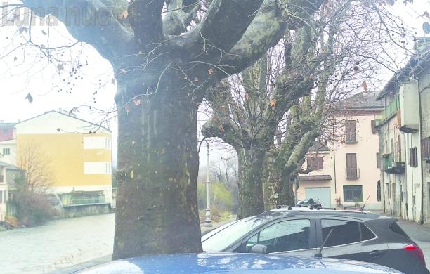 Bussoleno: Lungodora, si salvano cinque degli otto platani