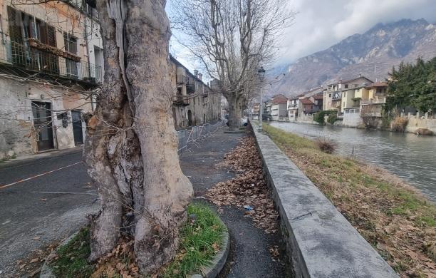 Lungo Dora di Bussoleno: il cantiere Aipo risparmia sei platani